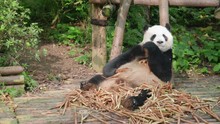Cute Giant Panda Eating Bamboo Shoots. Amazing Wild Animal