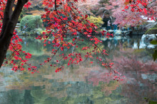 Red Japanese Maple Leaf Above The Water.