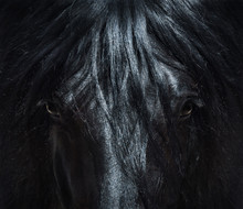 Andalusian Black Horse With Long Mane. Portrait Close Up.