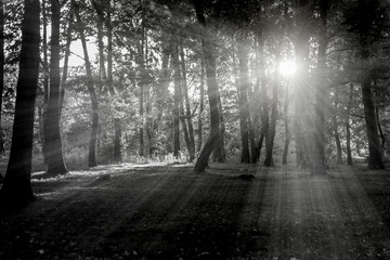 Sunlight in the forest