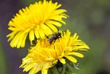 Fototapeta  - Fly on yellow dandelion flower