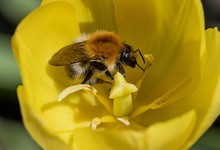 Bumblebee On Big Yellow Tulip Flower