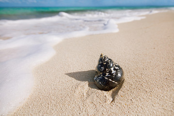 caribbean black shells on beach