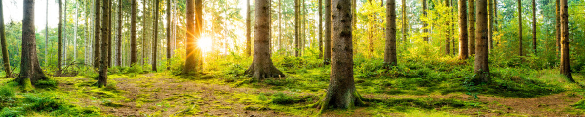 Poster - Panorama of a beautiful forest at sunrise