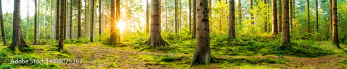 Fototapeta Panorama pięknego lasu o wschodzie słońca