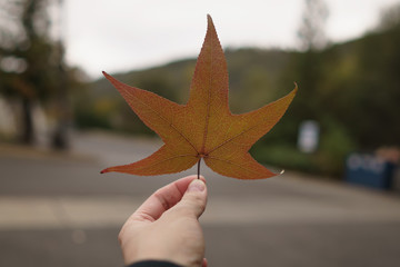 Wall Mural - man hand hold platan autumn leaf in cloudy day