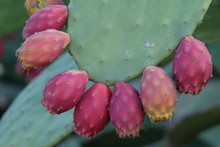 Indian Fig Or Cactus Pear Closeup