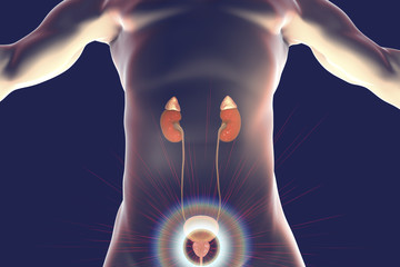 Poster - Prostate gland disease treatment and prevention concept, 3D illustration