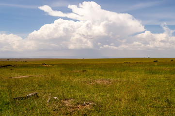 Wall Mural - View of the savannah in Maasai Mara Park Kenya