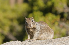 Ground Squirrel In Yosemite National Park
