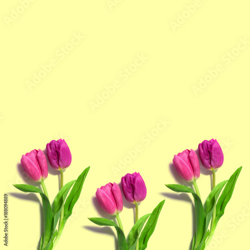fresh pink tulipson a bright yellow background