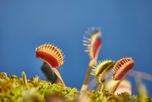 Venus Flytrap Carnivorous Plant