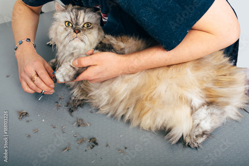 Longhair Cat In The Grooming Salon Groomer Using Scissors And