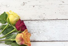 Background Image Of Three Red, Orange And Yellow Roses On A White Wooden Effect Background With Copy Space 