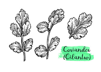 Wall Mural - coriander ink sketch.