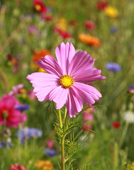 cosmos rose