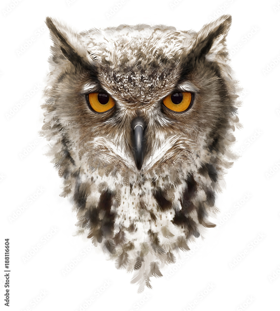 Featured image of post Angry Owl Cartoon Images 3 000 vectors stock photos psd files