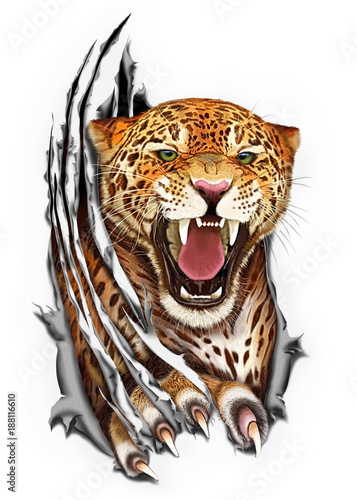 Fotomural Jaguar claws tearing the fabric