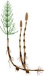Equisetum arvense (horsetail) sporophyte with fertile and sterile stems, tuber and rhizome