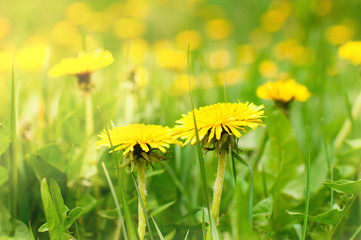 Fresh, spring grass, dandelions early in the morning with a soft focus and sunlight. Bright green abstract background of nature.