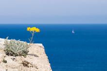 An Immortelle Flower Overlooking The Sea From The Edge Of The Castle In Calvi, Corsica
