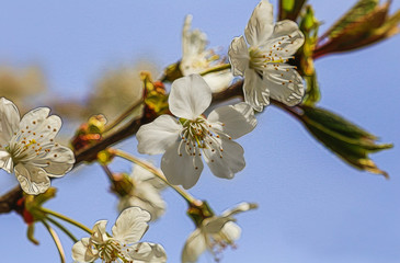 Artistic Pear Blossom 2