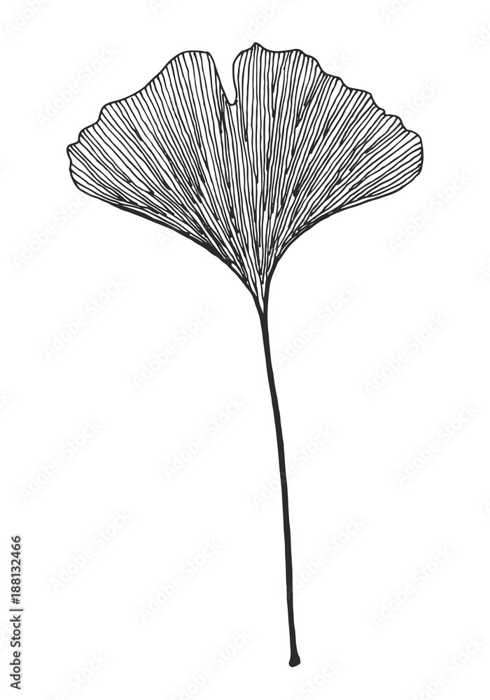 Ginkgo leaf vector black on white background  - obrazy, fototapety, plakaty 