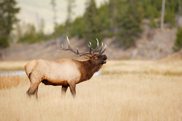 bull elk