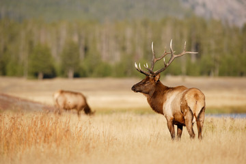 bull elk