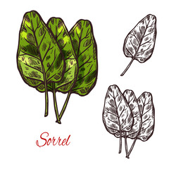 Wall Mural - Sorrel vegetable spice herb vector sketch icon