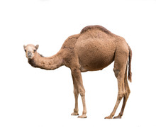Arabian Camel Isolated On White Background