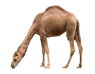 Wall Mural - Arabian camel isolated on white background