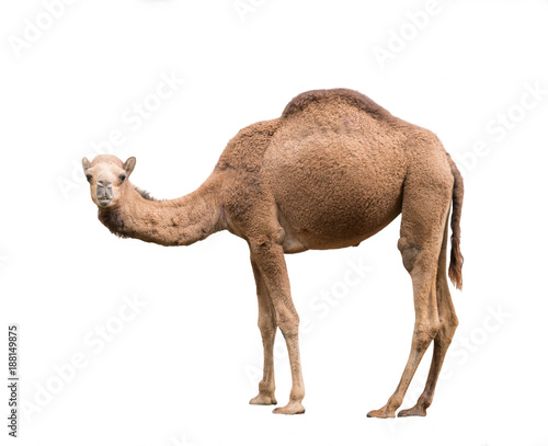 Cuadros en Lienzo Arabian camel isolated on white background