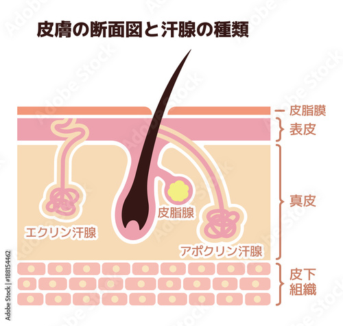 皮膚の断面図と汗腺の種類イラスト 皮脂腺 アポクリン汗腺 エクリン汗腺 Stock Vector Adobe Stock 皮膚の断面図と汗腺の種類イラスト 皮脂腺 アポクリン汗腺 エクリン汗腺 Stock Vector Adobe Stock