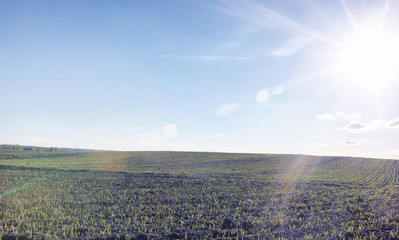 Landscape is summer. Green trees and grass in a countryside land