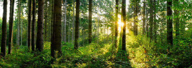 Poster - Panorama of a forest at sunrise
