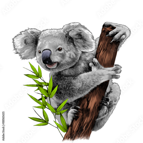 Dekoracja na wymiar  koala-siedzaca-na-eukaliptusowym-wezle-zjada-szkic-wektor-grafika-kolorowy-obraz