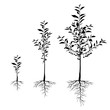 Seedling cherry trees with roots set