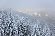 Zimowy krajobraz ze świerkami