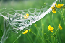 Spring Meadow With Green Grass And White Spider Web, Blur Background