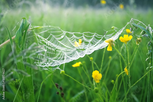 spring meadow with green grass and white spider web, blur background