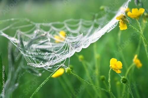 spring meadow with green grass and white spider web, blur background
