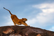 Lion female streching on the stones of Sand River in Masai Mara, Kenya