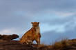 Lion female with cub on Sandriver Stones in Masai Mara, Kenya