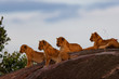 Lion cubs on Sand River Stones in Masai Mara, Kenya