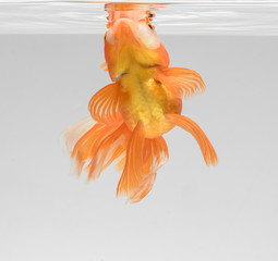 Wall Mural - Goldfish isolate on a gray background