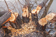 Trunks of trees damaged by beavers