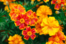 Background Of Orange Marigolds. Spring And Summer Theme
