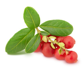 cowberry branch isolated on a white