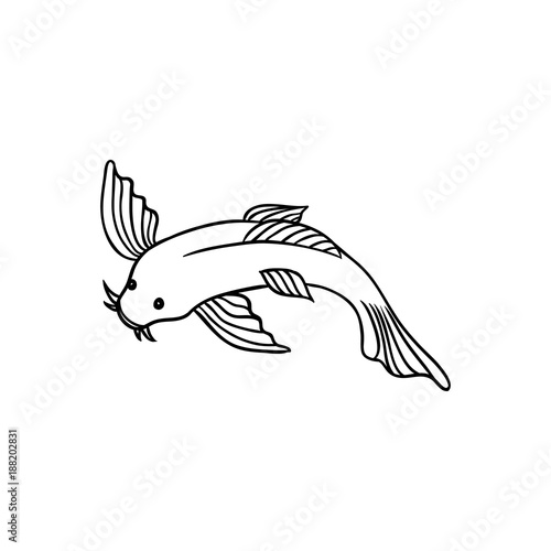 Japanese, Asian koi carp, goldfish, fish, top view flat